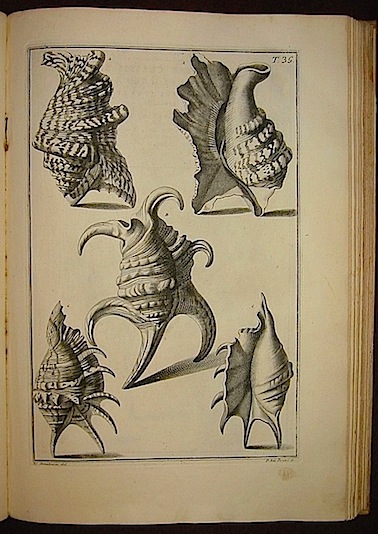Niccolò Gualtieri Index testarum conchyliorum quae adservantur in Museo Nicolai Gualtieri... et methodicae distributae exhibentur tabulae CX 1742 Florentiae ex Typographia Caietani Albizzini